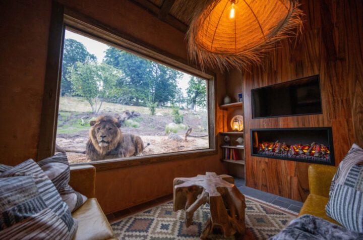 1 NIGHT  LION LODGE SAFARI STAY - Image 4