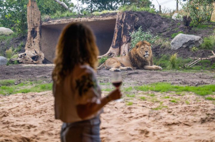 1 NIGHT  LION LODGE SAFARI STAY - Image 5