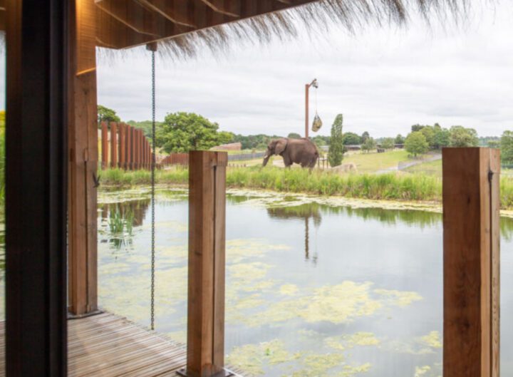 1 NIGHT ELEPHANT LODGE STAY - Image 6